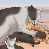 Allevare un gattino