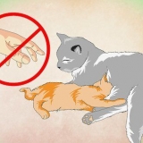 Far amare l'acqua a un gattino