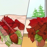 Coltivare una stella di natale