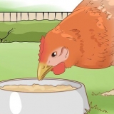 Curare un pollo dall'angoscia di posa