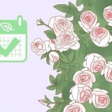 Pianta una rosa rampicante