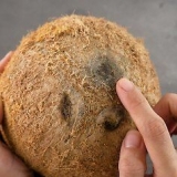 Scava una noce di cocco