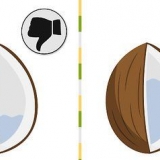 Coltivare una palma da cocco