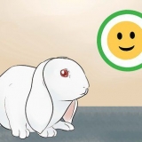 Tenere un coniglio e un gatto come animali domestici