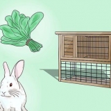 Insegna a un coniglio a venire quando lo chiami