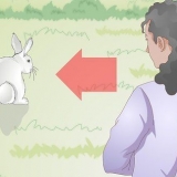 Tenendo un coniglio
