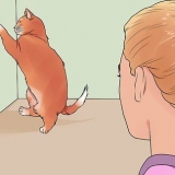 Calmare un gatto in calore