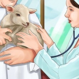 Allattare un agnello con il biberon