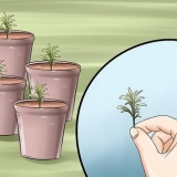 Condivisione di una pianta di lavanda