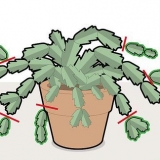 Potare un cactus membro