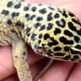 Un geco leopardo che non si nutre