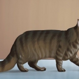 Identificazione di un maine coon