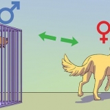 Calmare un cane maschio quando una femmina è in calore