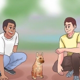 Addestrare un malinois