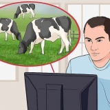 Avviare un caseificio