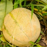 Fai maturare un melone