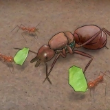 Identificare una regina delle formiche