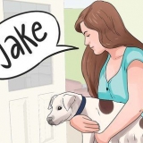 Crea un nome per il tuo cucciolo o cane