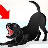 Addestrare un labrador dispettoso