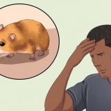 Catturare un criceto fuggito
