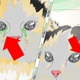 Trattare un'infezione agli occhi in un gatto