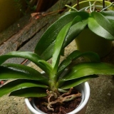 Rinvasare un'orchidea