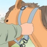 Truccare un cavallo