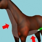 Radere un cavallo