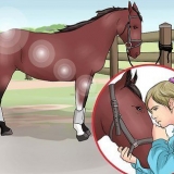 Grattare lo zoccolo di un cavallo