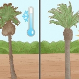 Pianta una palma