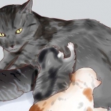 Dare da mangiare a un gattino appena nato
