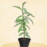 Piantare un albero di pesco