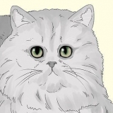 Identificazione di un gatto persiano
