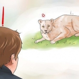Combattere un puma