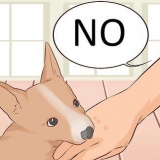 Come impedire a un cucciolo di mordere