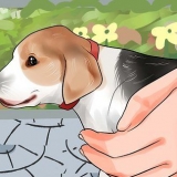 Prendendo un cucciolo