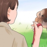 Addestrare un cucciolo a camminare al guinzaglio