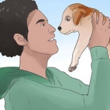 Insegnare a un cucciolo il suo nome