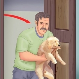 Addestrare un cucciolo in un appartamento
