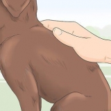 Identificazione di un cucciolo di razza labrador retriever