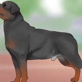 Identificare un rottweiler