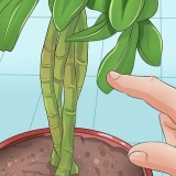Potare una pianta di schefflera