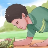 Accarezzare una tartaruga