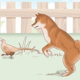 La scelta di un cucciolo di shiba inu