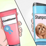 Lavare un cucciolo di shih tzu