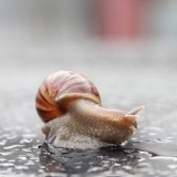Tenere una lumaca come animale domestico