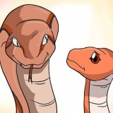 Scegliere un serpente come animale domestico