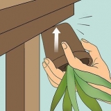 Far rivivere una pianta di aloe vera morente