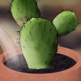 Salvare un cactus morente