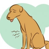 Riconoscere un cane morente
